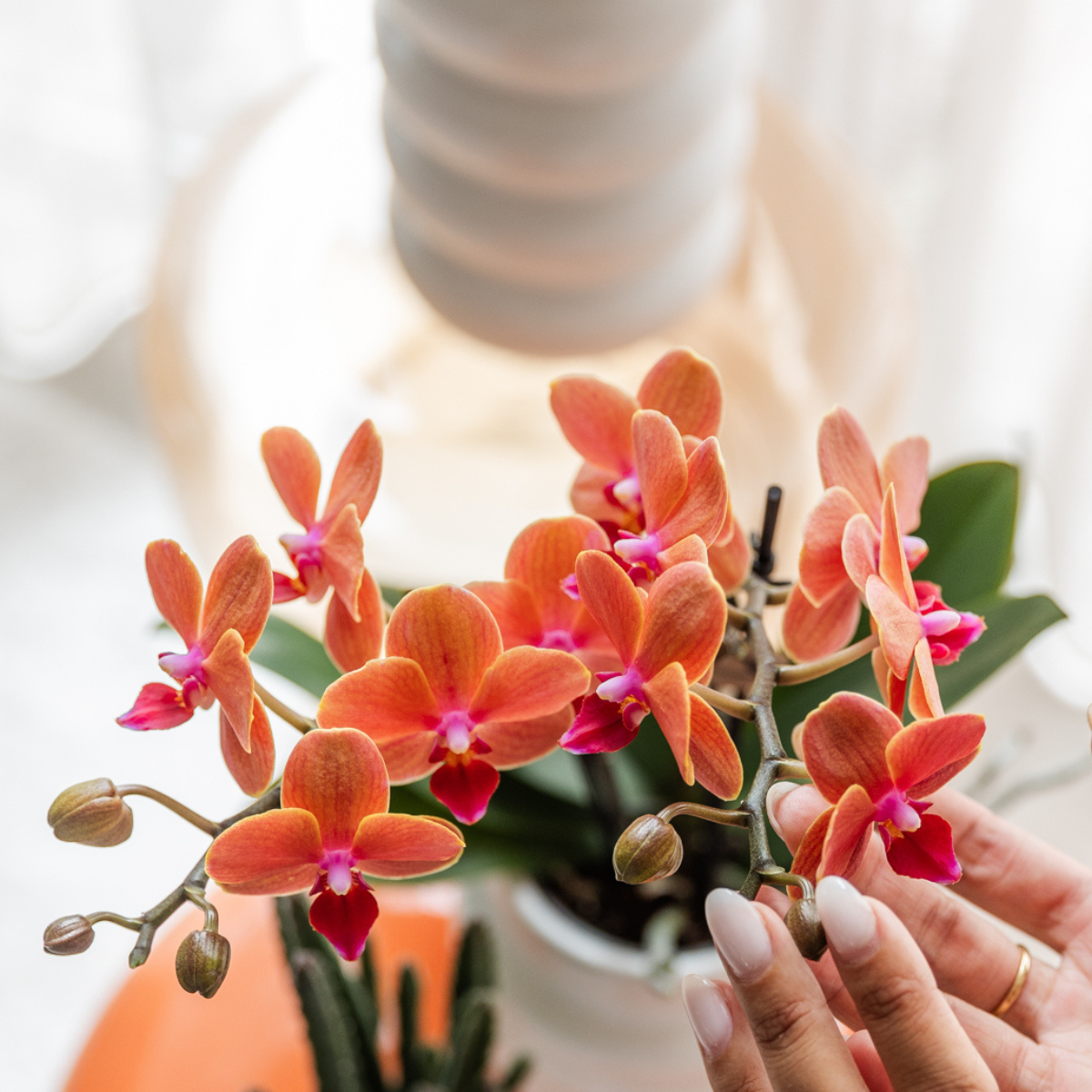 Oranje orchidee Bolzano + Star Fish sierpot