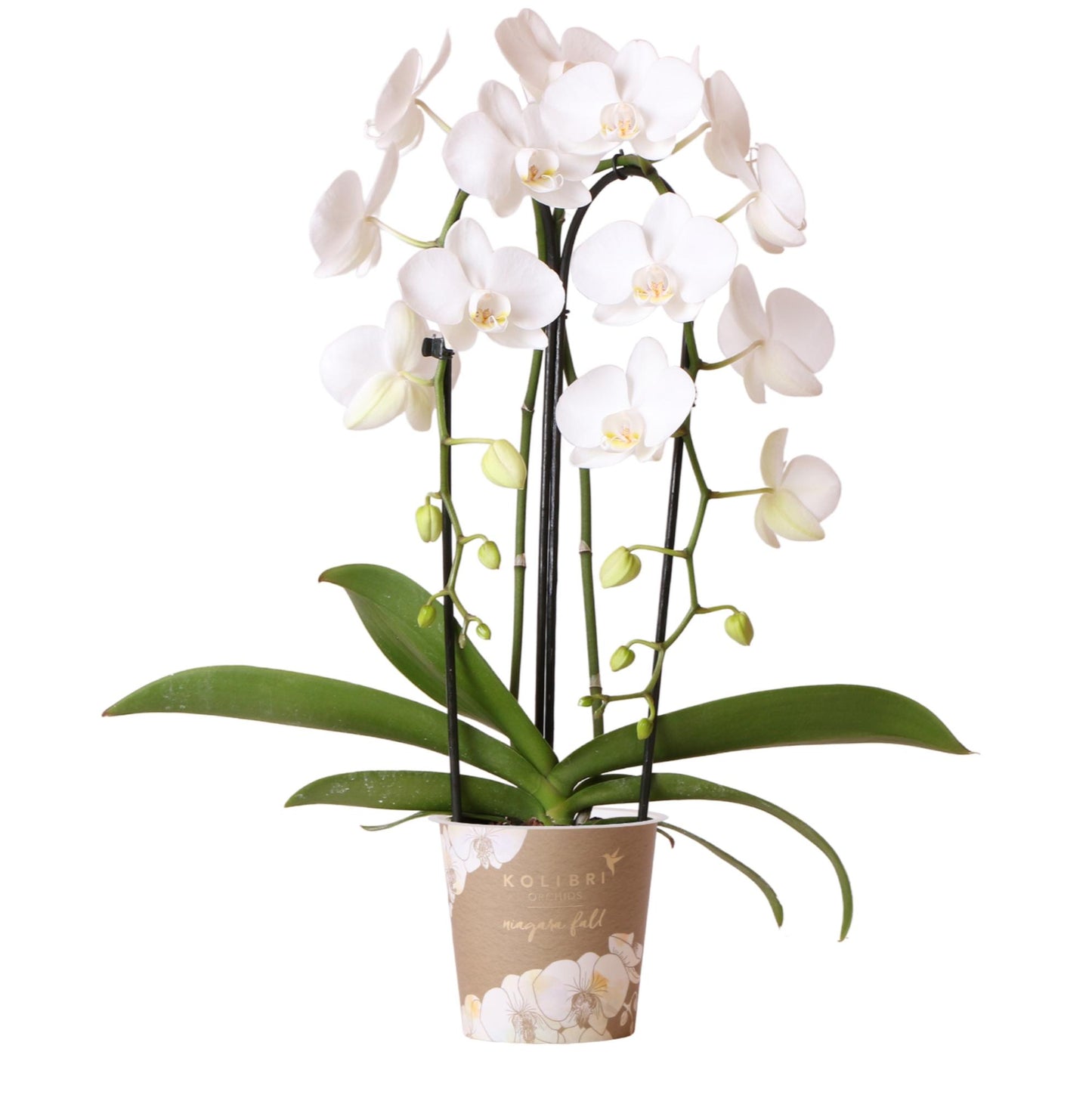 witte Phalaenopsis orchidee - Niagara Fall
