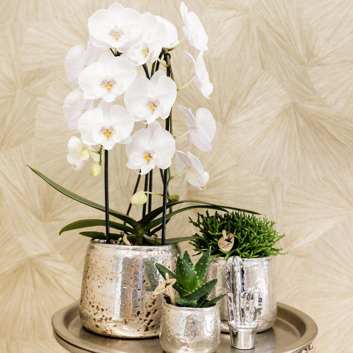 witte Phalaenopsis orchidee - Niagara Fall