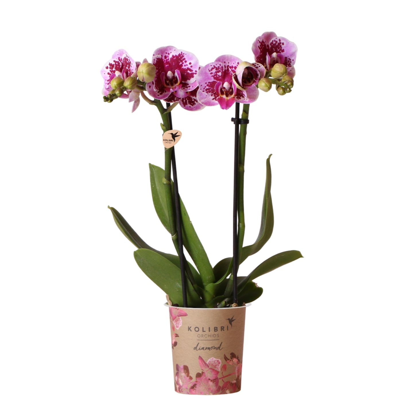 Roze paarse phalaenopsis orchidee - El Salvador