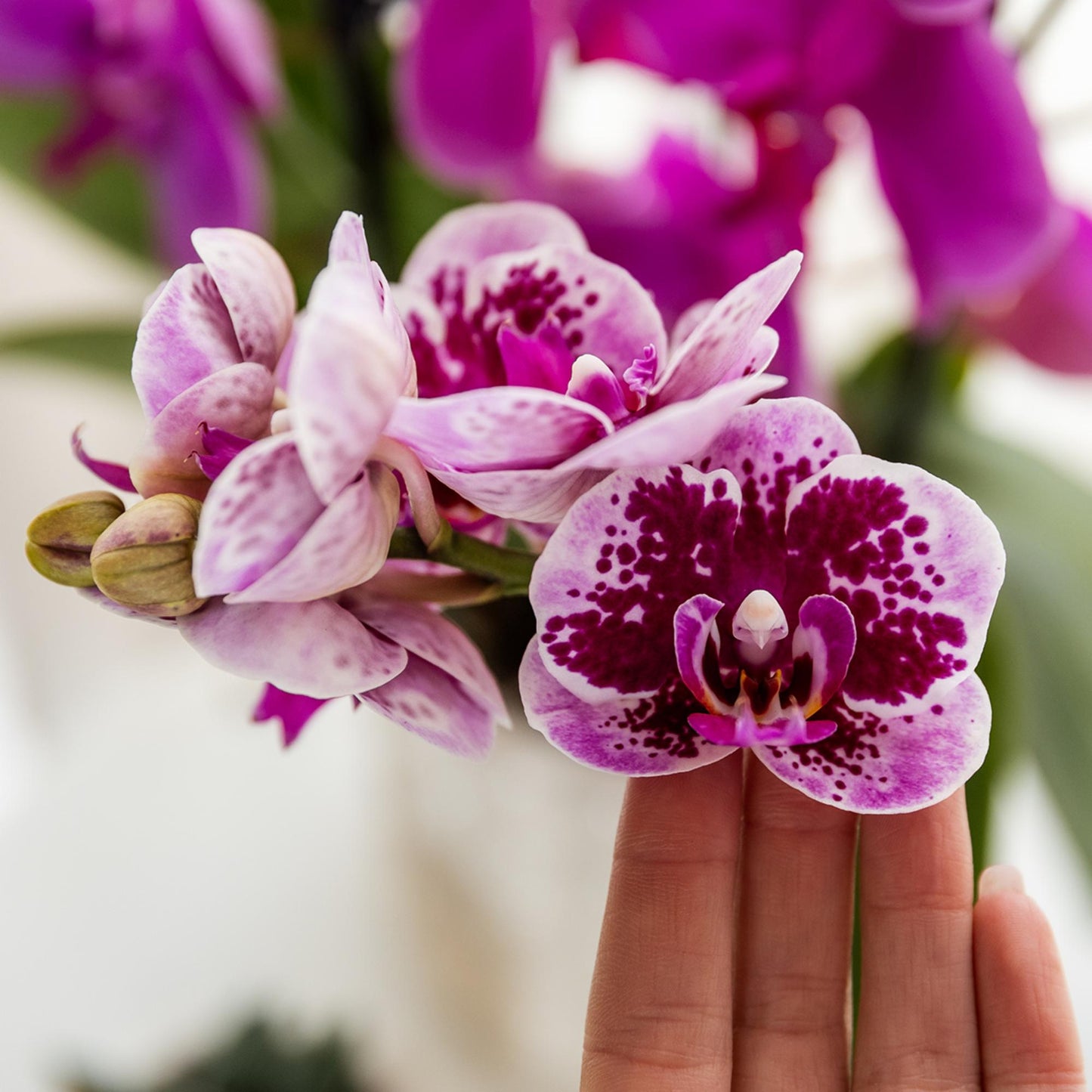 Roze paarse phalaenopsis orchidee - El Salvador