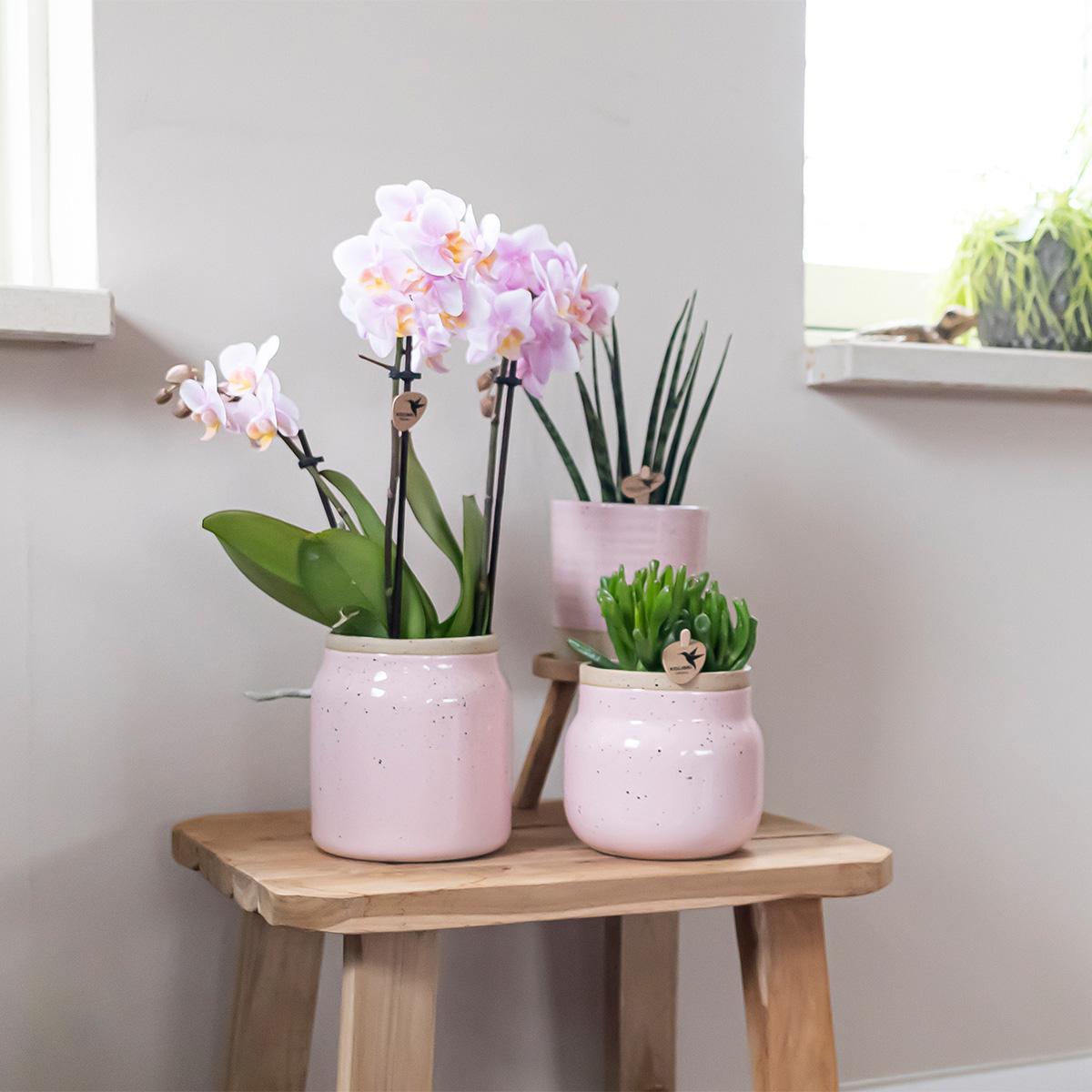 Surprise box mix - verrassingsbox met 4 verschillende orchideeën