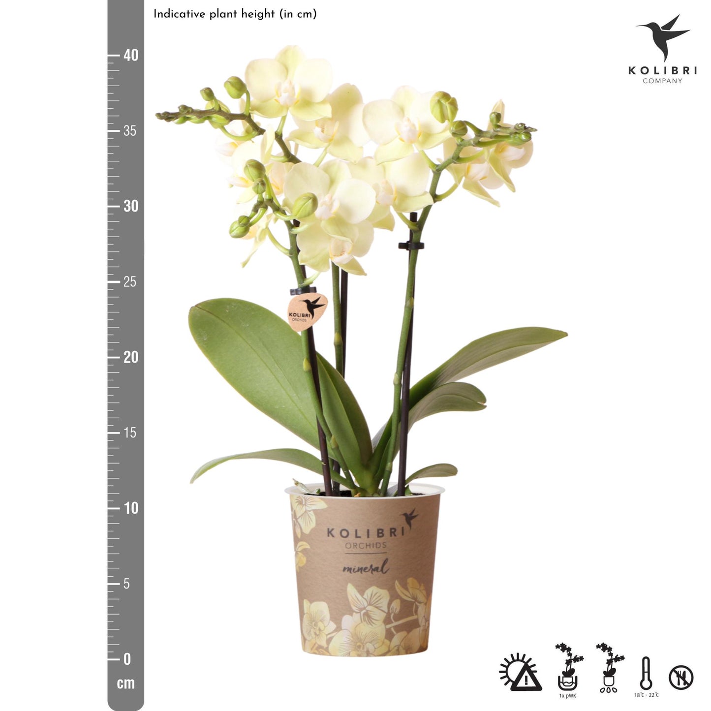Gele Phalaenopsis orchidee - Mexico