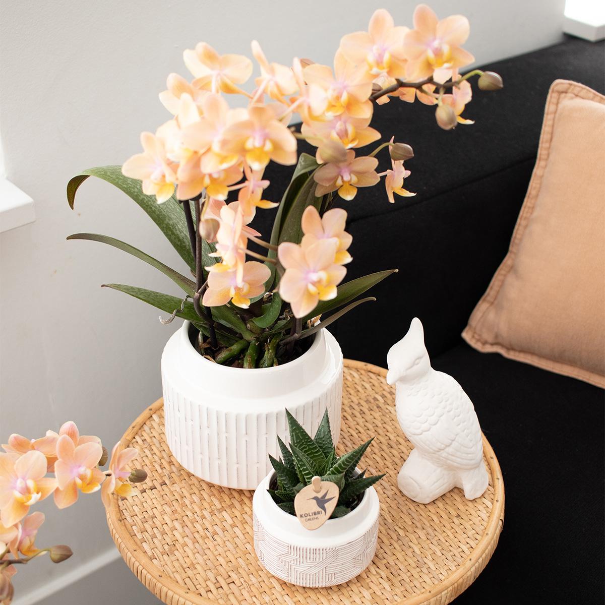 Surprise box mix - verrassingsbox met 4 verschillende orchideeën