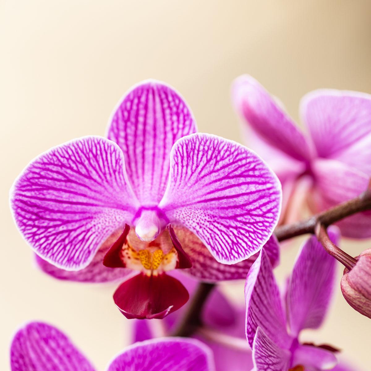Surprise box mix - verrassingsbox met 2 verschillende orchideeën