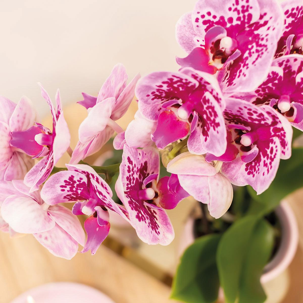 Roze paarse phalaenopsis orchidee - El Salvador