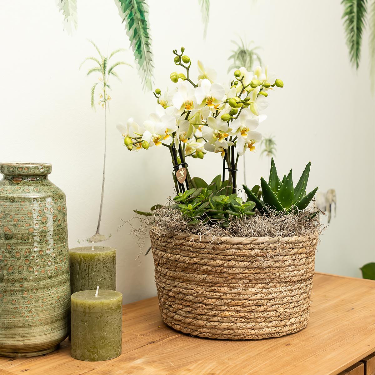 Oranje plantenset in Reed Basket incl. waterreservoir