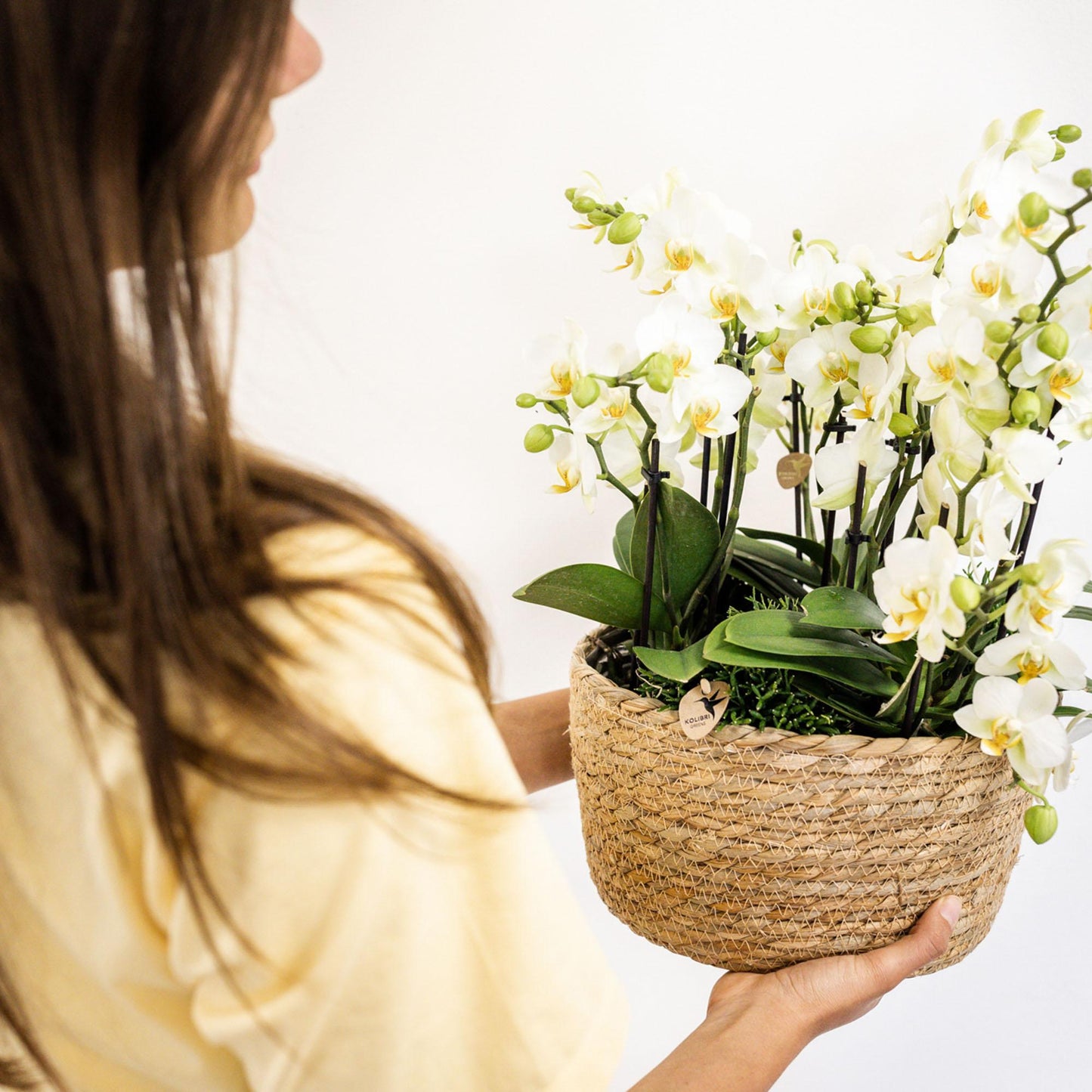 Witte plantenset in Cotton Basket incl. waterreservoir