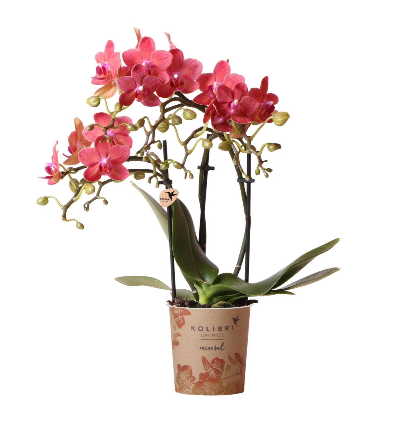 Rode Phalaenopsis orchidee - Congo