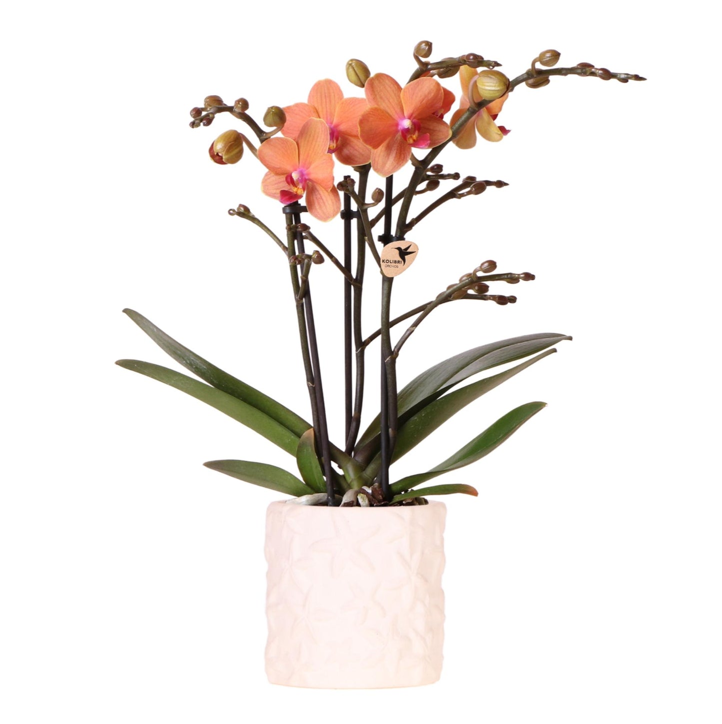 Oranje orchidee Bolzano + Star Fish sierpot