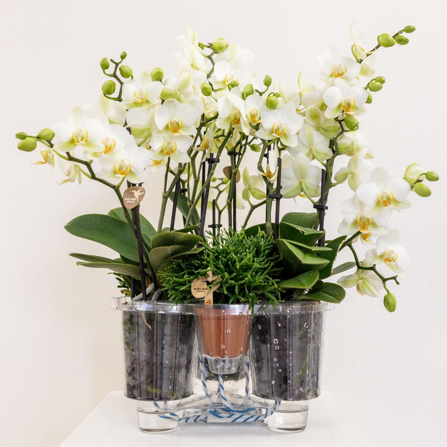Witte plantenset in Cotton Basket incl. waterreservoir