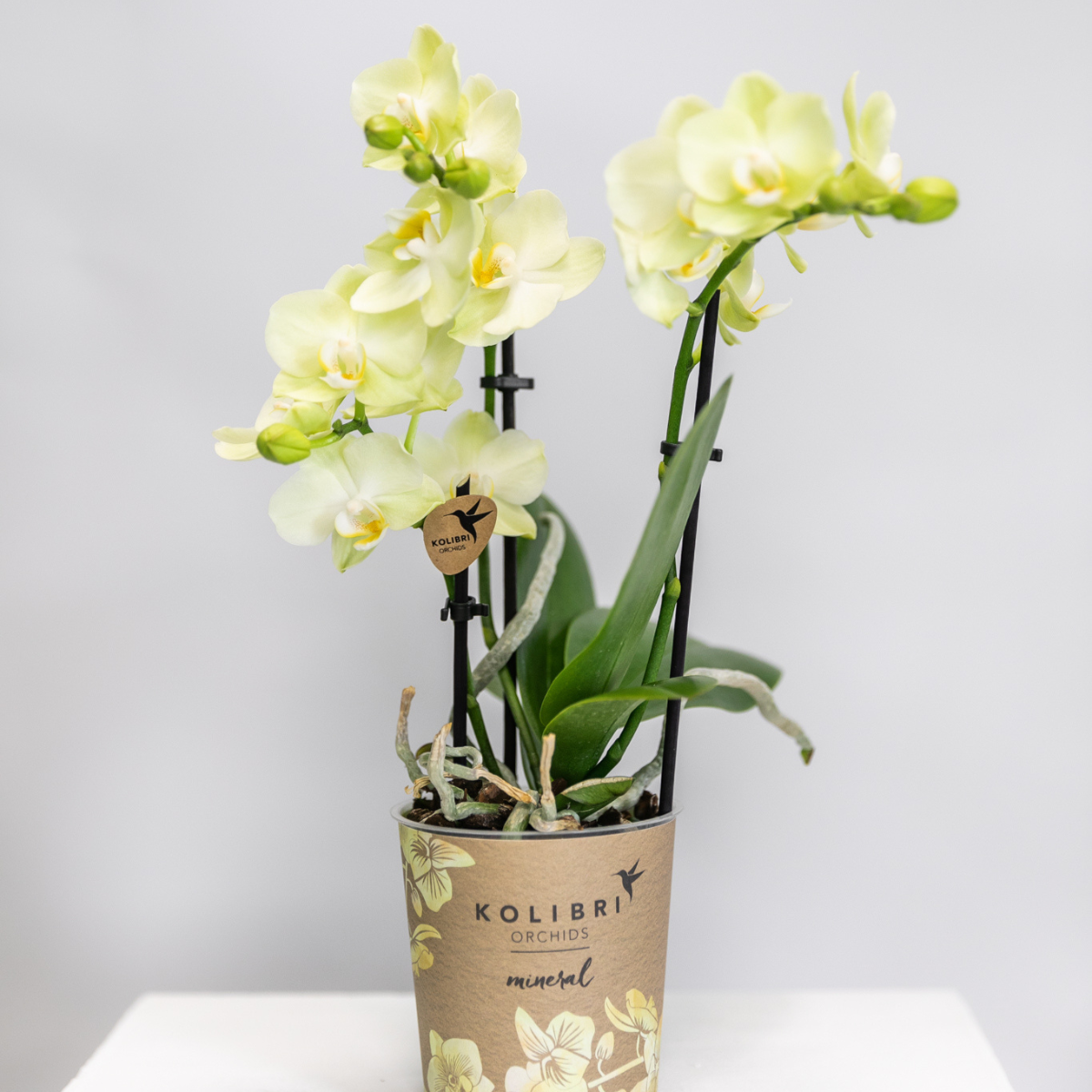Gele Phalaenopsis orchidee - Mexico