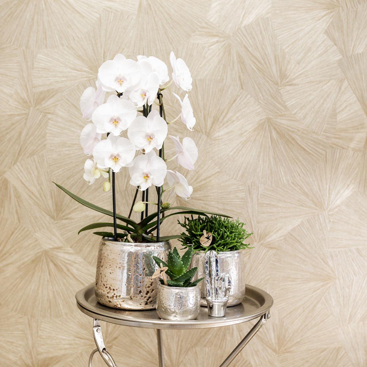 witte Phalaenopsis orchidee - Niagara Fall