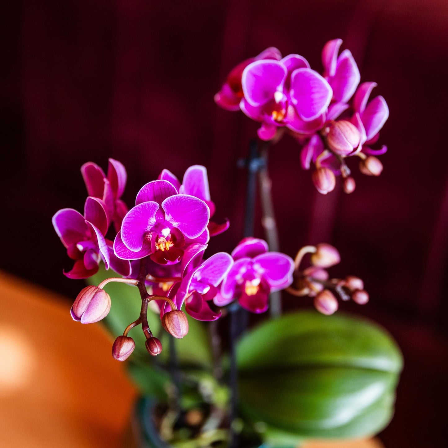 Paarse phalaenopsis orchidee - Morelia