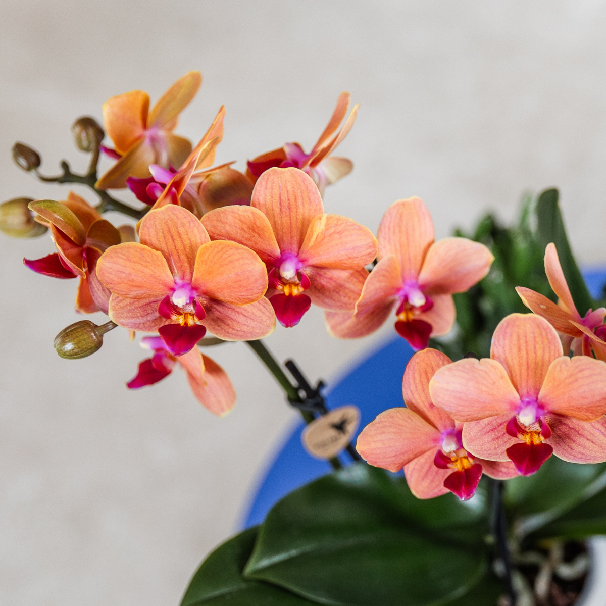 Oranje orchidee Bolzano + Star Fish sierpot