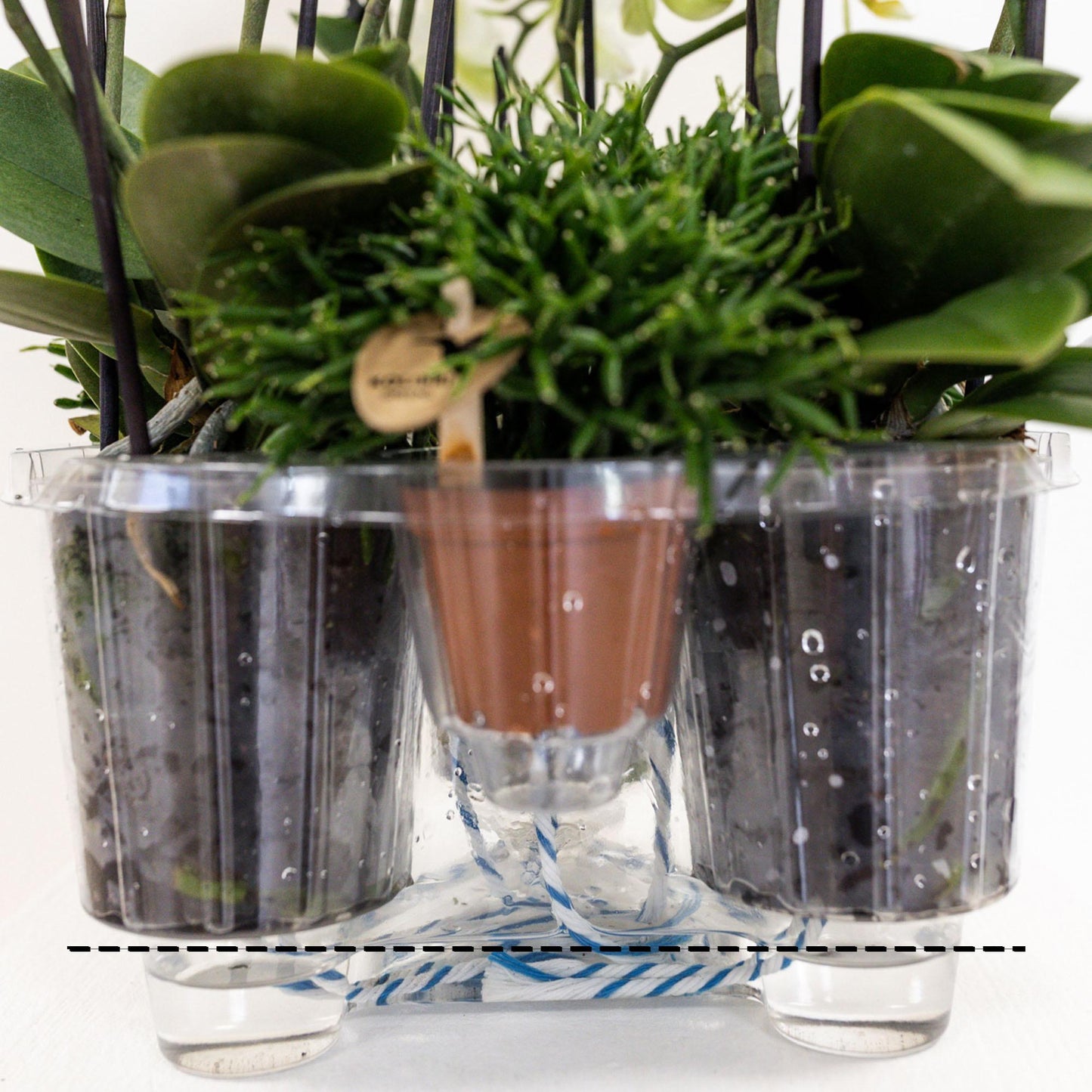 Witte plantenset in Cotton Basket incl. waterreservoir