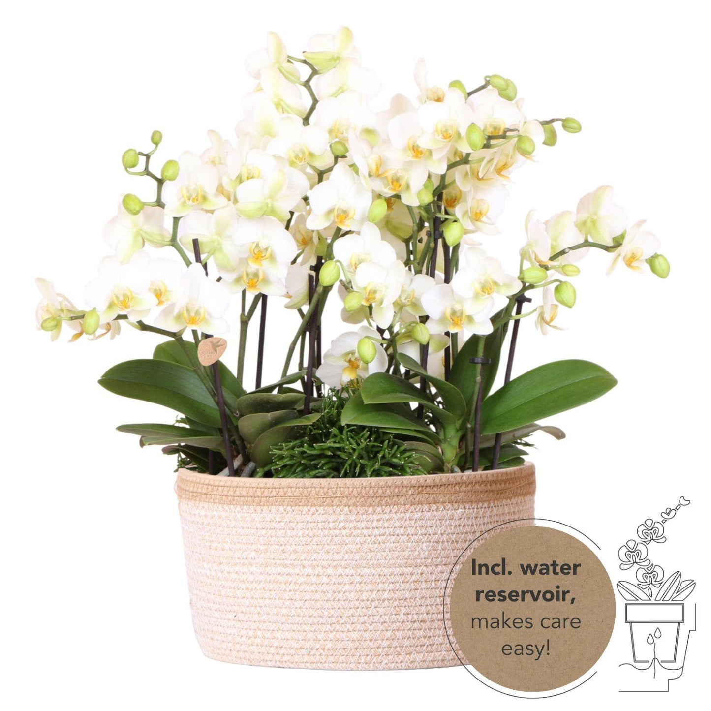 Witte plantenset in Cotton Basket incl. waterreservoir