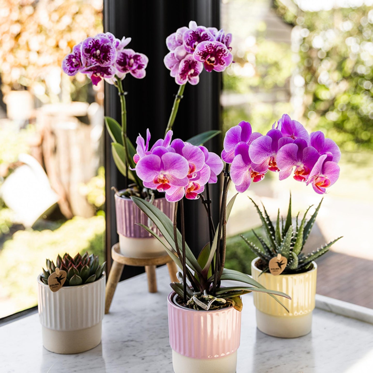 Roze paarse phalaenopsis orchidee - El Salvador