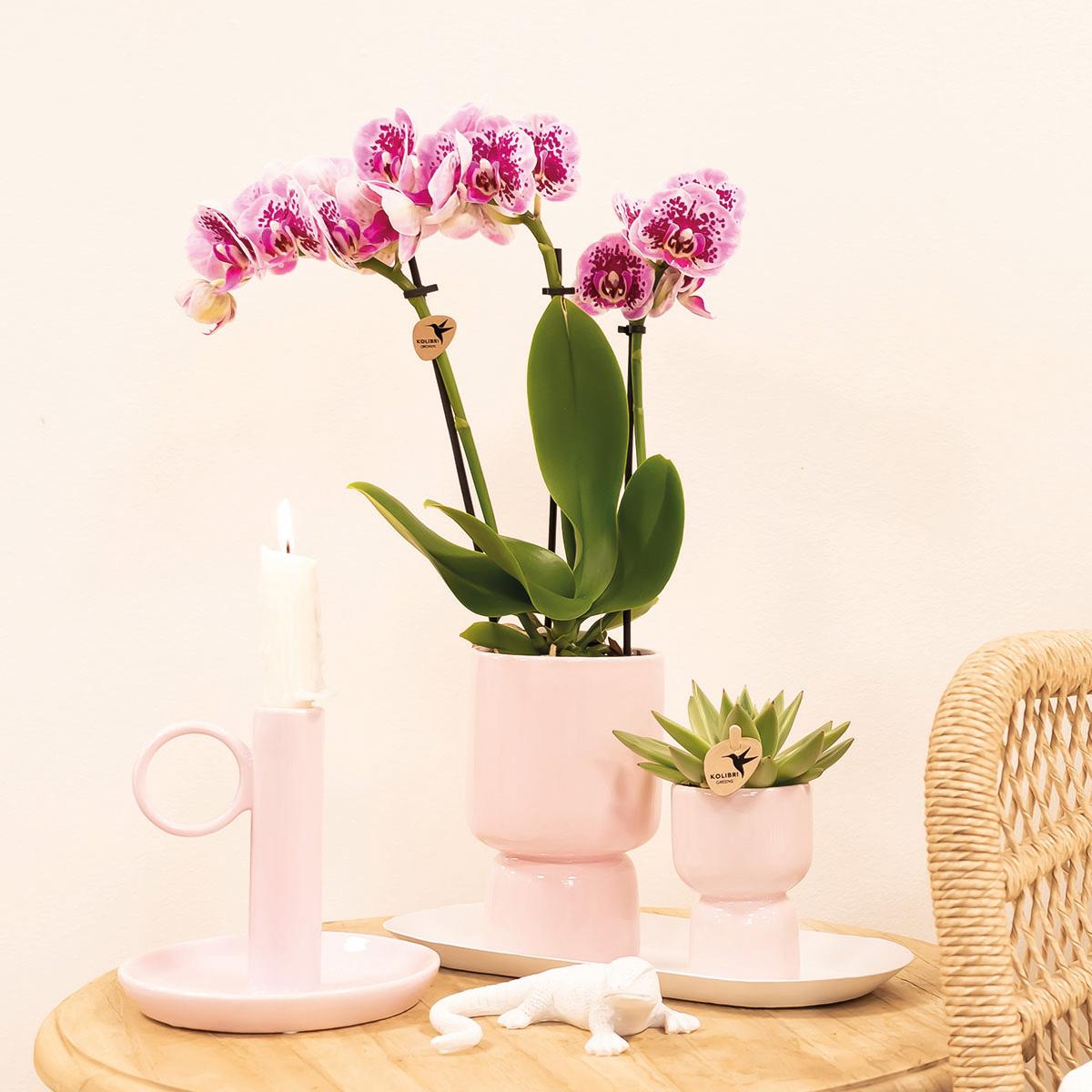 Roze paarse phalaenopsis orchidee - El Salvador