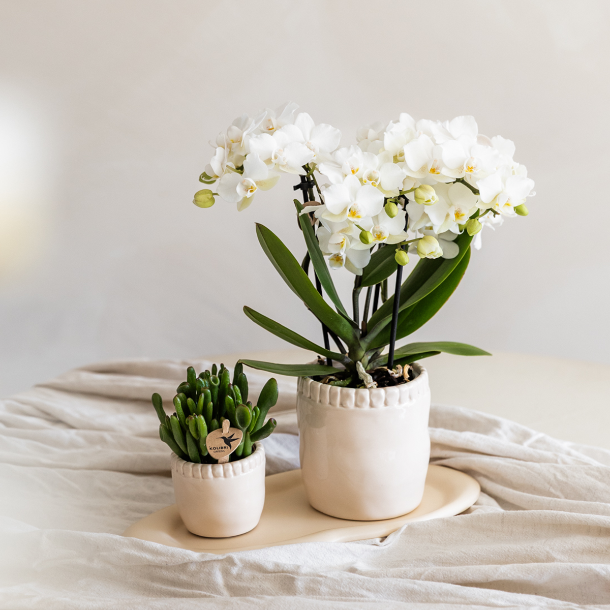 Witte phalaenopsis orchidee | Zürich