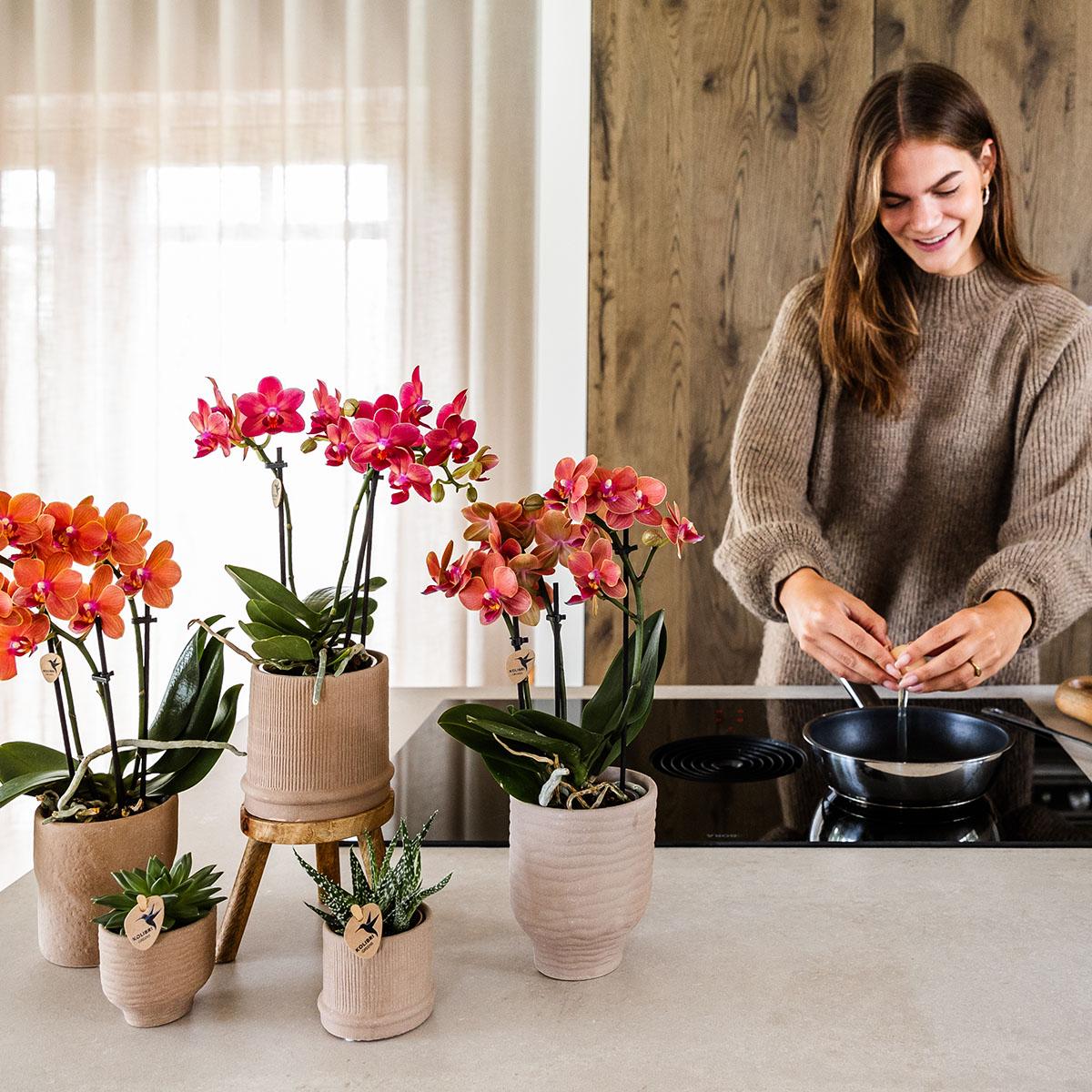 Rode Phalaenopsis orchidee - Congo