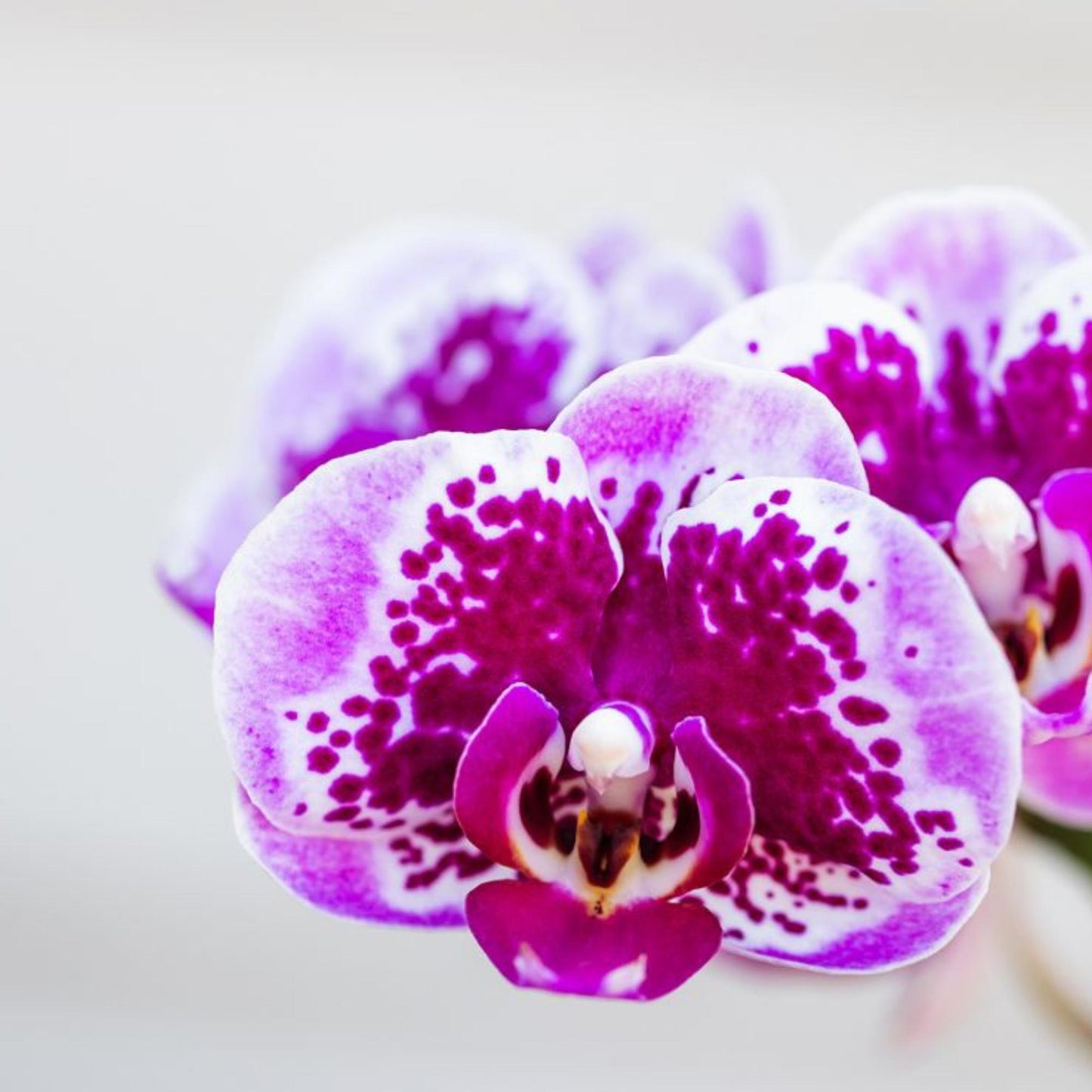 Roze paarse phalaenopsis orchidee - El Salvador