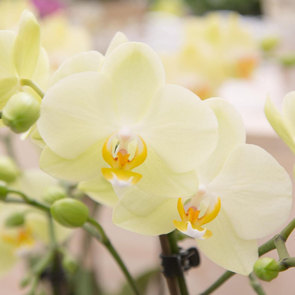 Gele Phalaenopsis orchidee - Mexico