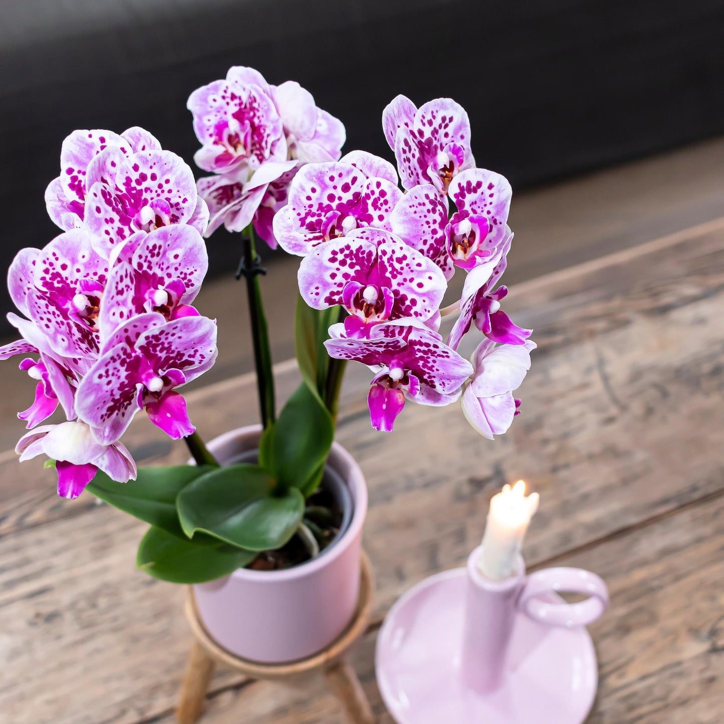 Roze paarse phalaenopsis orchidee - El Salvador