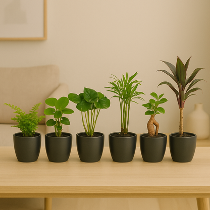 Mini planten set 6 - Inclusief 6x pot Boule Antraciet