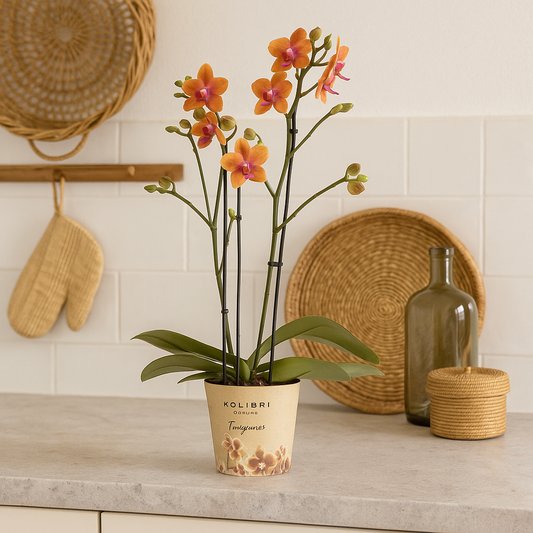 Oranje geurende Phalaenopsis orchidee - Fragrance