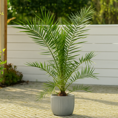Phoenix Canariensis - 160 cm - Ø22cm
