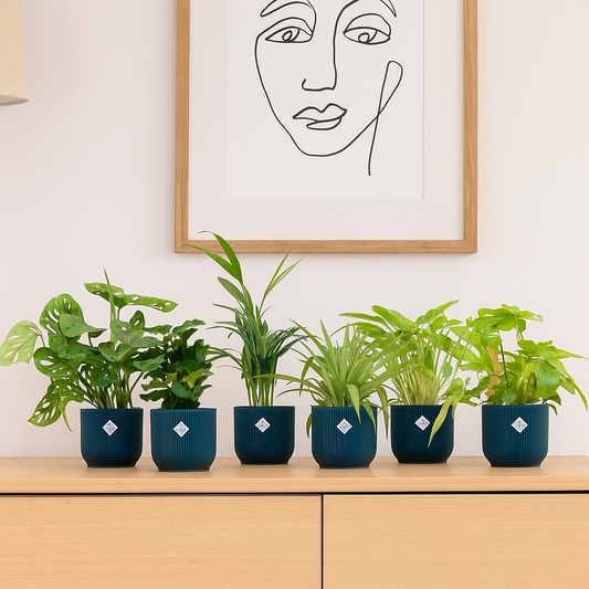 Verrassingsbox - 6 planten inclusief elho Vibes Fold Round Ø14 blauw