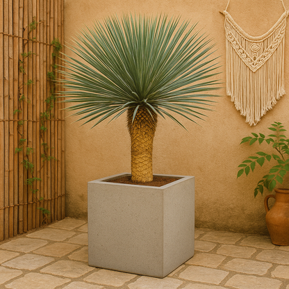 Yucca Rostrata - 200 cm