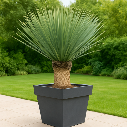 Yucca Rostrata - 140 cm - Ø45