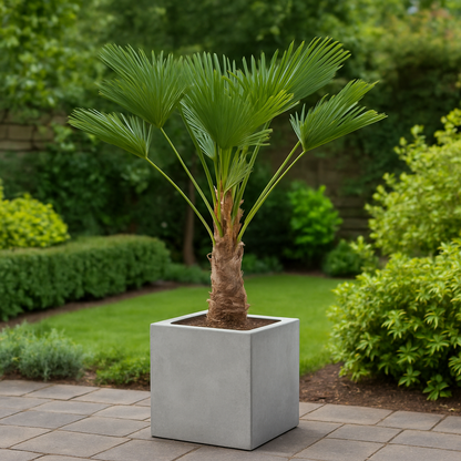 Trachycarpus wagnerianus - 130cm