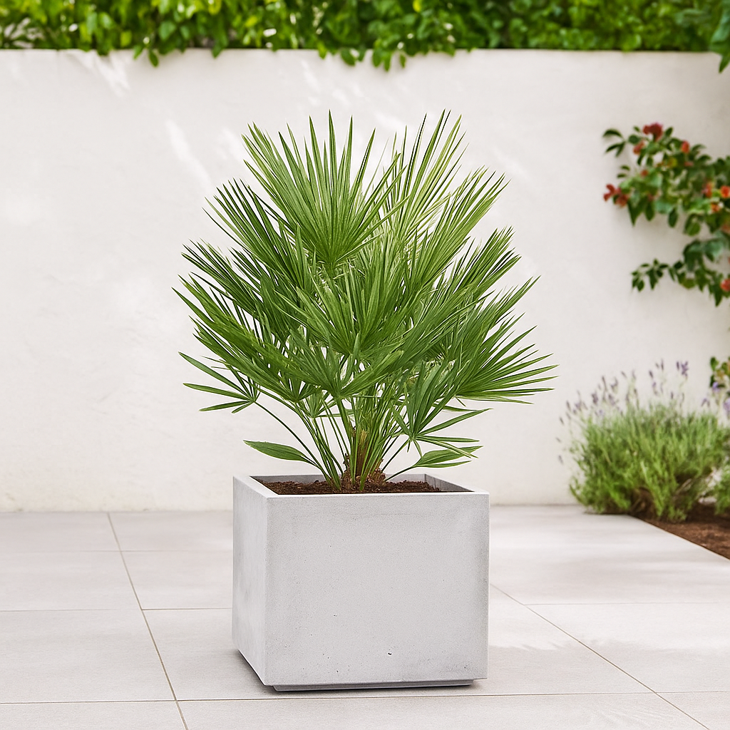 Chamaerops Humilis - 100cm - Ø21