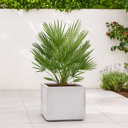 Chamaerops Humilis - 100cm - Ø21