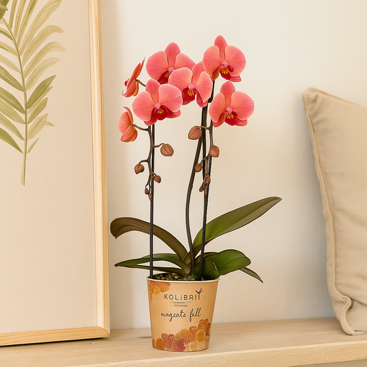 Zalmroze orchidee | Narbonne