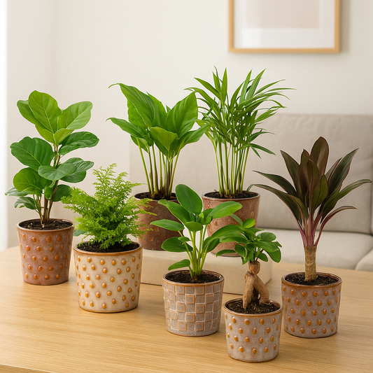 Mini planten set 6 - Inclusief pot set Madrid