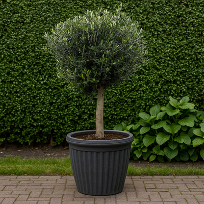 Olea Europaea Lorc - 180cm- Ø50