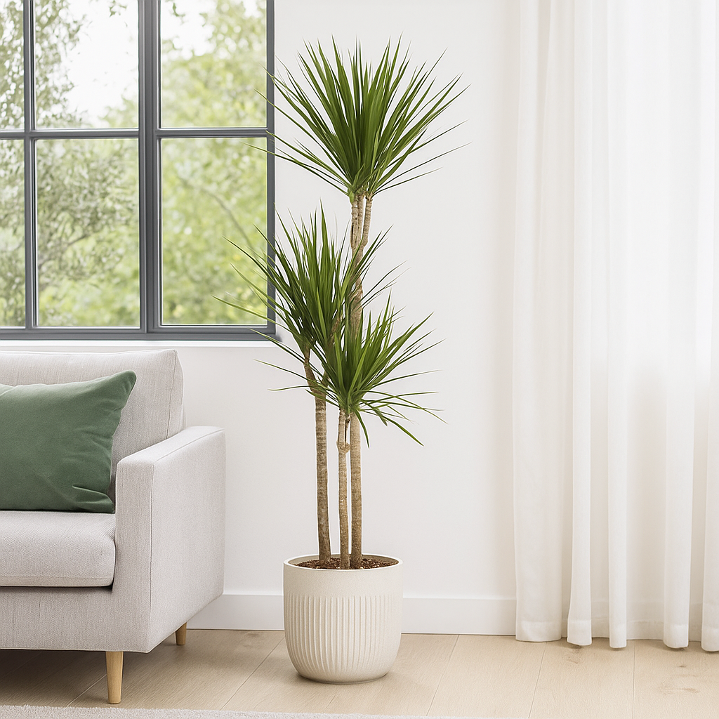 Dracaena Marginata Green Ø21cm - ↕110 - 130cm