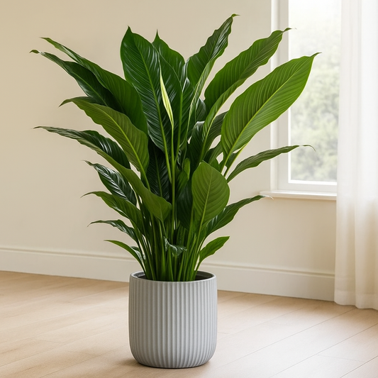 Spathiphyllum Sweet Sebastiano - Ø24cm - ↕110cm
