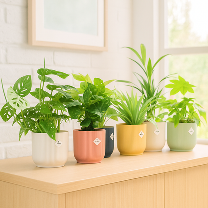 Verrassingsbox - 6 planten inclusief elho Vibes Fold Round Ø14 kleurenmix