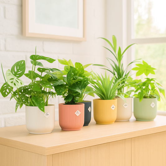 Verrassingsbox - 6 planten inclusief elho Vibes Fold Round Ø14 kleurenmix