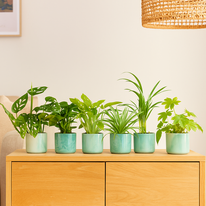 Verrassingsbox - 6 planten inclusief elho Ocean Round pacifisch groen Ø14