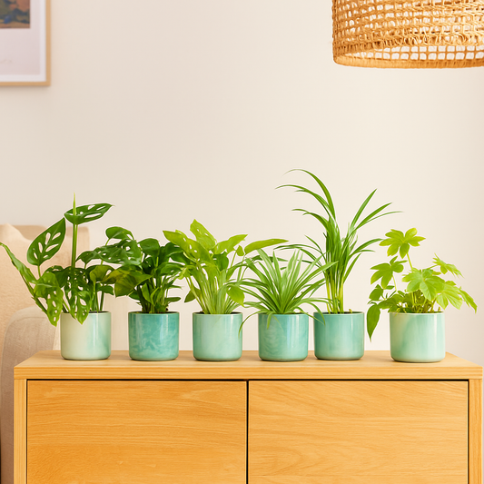 Verrassingsbox - 6 planten inclusief elho Ocean Round pacifisch groen Ø14