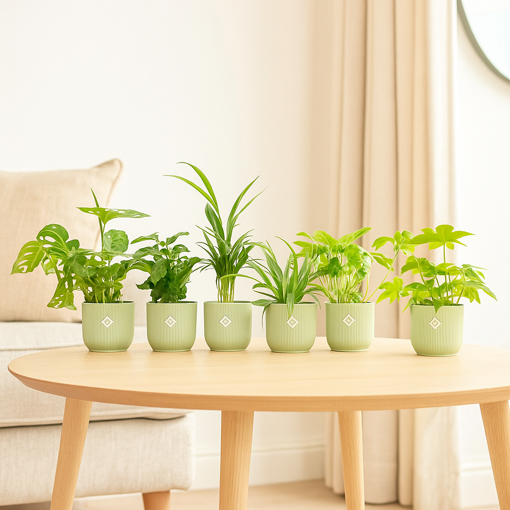 Verrassingsbox - 6 planten inclusief elho Vibes Fold Round Ø14 sorbet groen