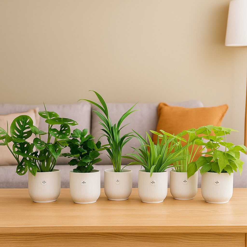 Verrassingsbox - 6 planten inclusief elho Vibes Fold Round Ø14 wit