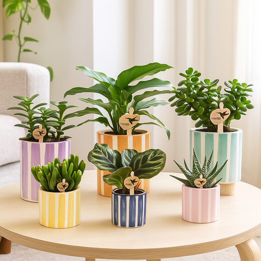 Mix van groene planten + Painted Stripe sierpotten