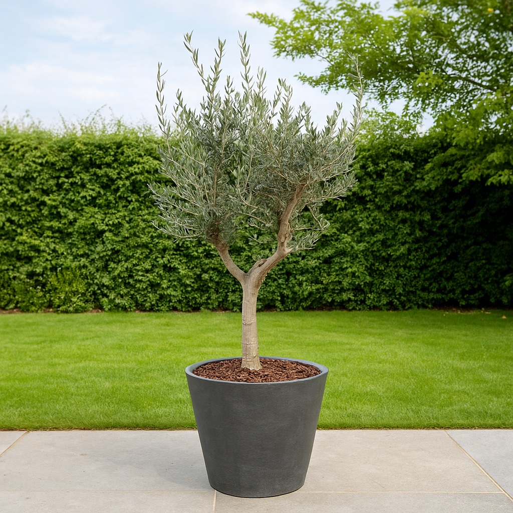 Olea Europaea Cultivo - 220cm- Ø40
